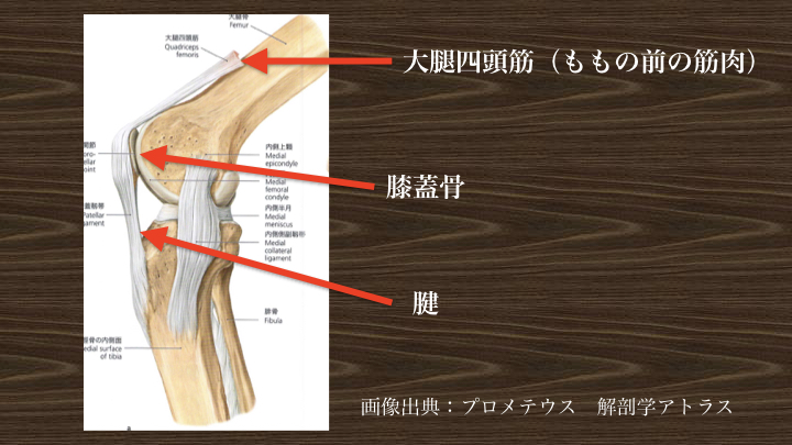 バスケット選手の膝の痛み Basketball Medical Support Lab