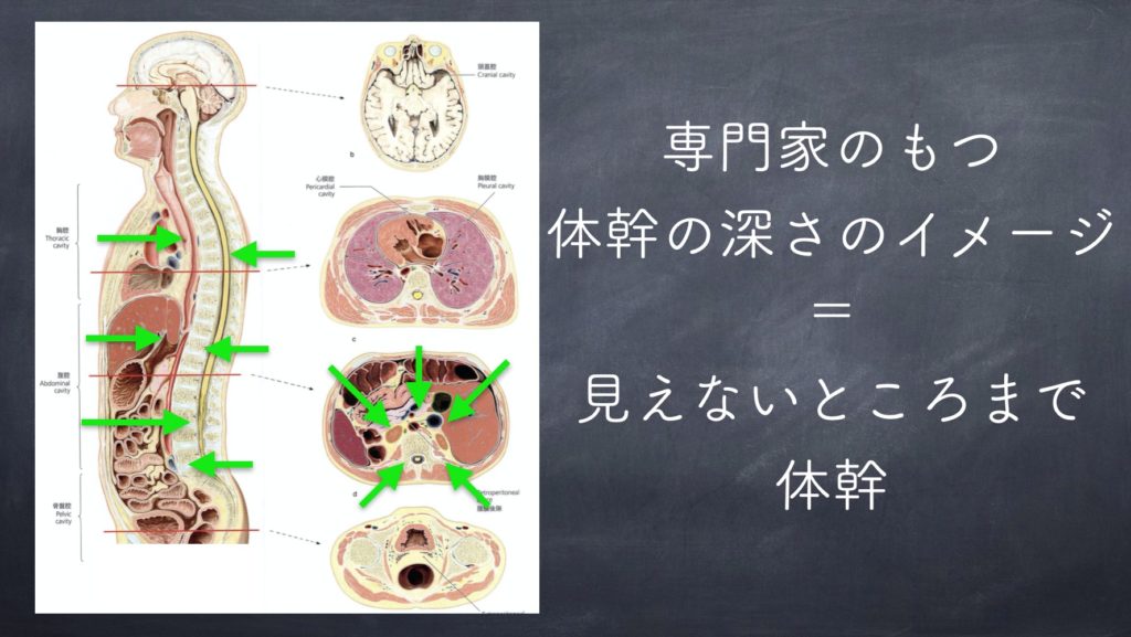 専門家の考える体幹の深さ