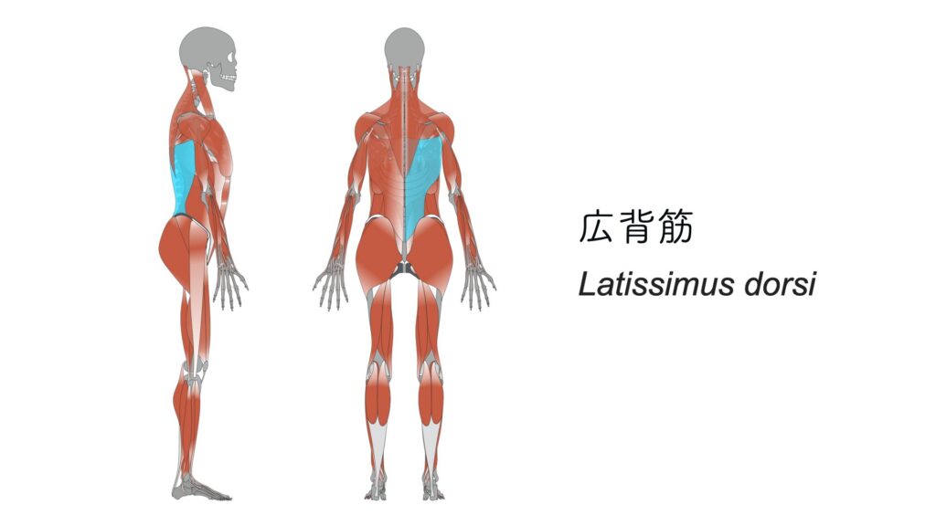 【練習後のストレッチ】①広背筋