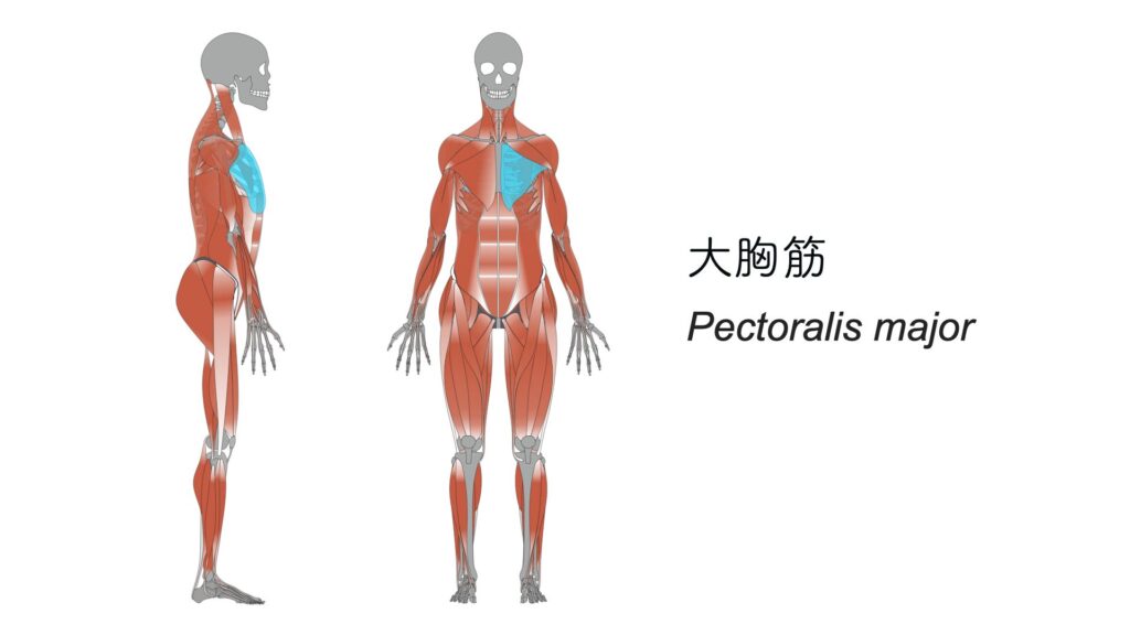 【練習後のストレッチ】②大胸筋