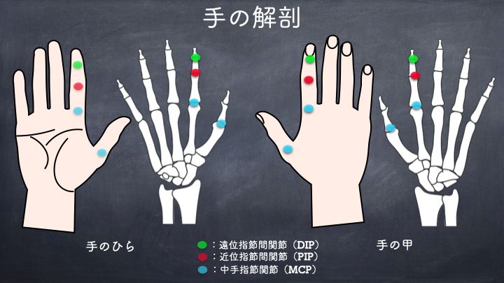 手と指の解剖学