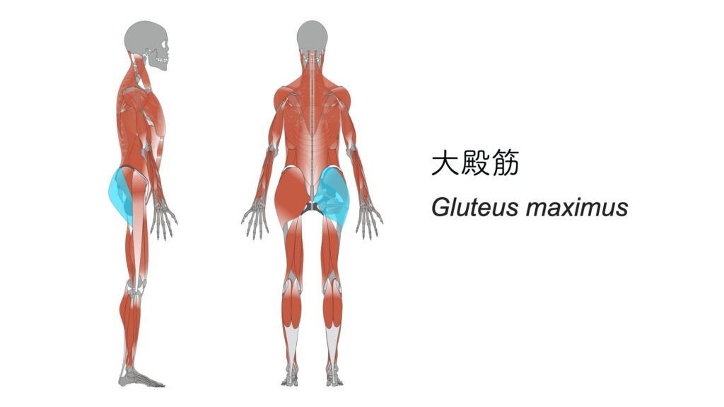 【練習後のストレッチ】③大殿筋