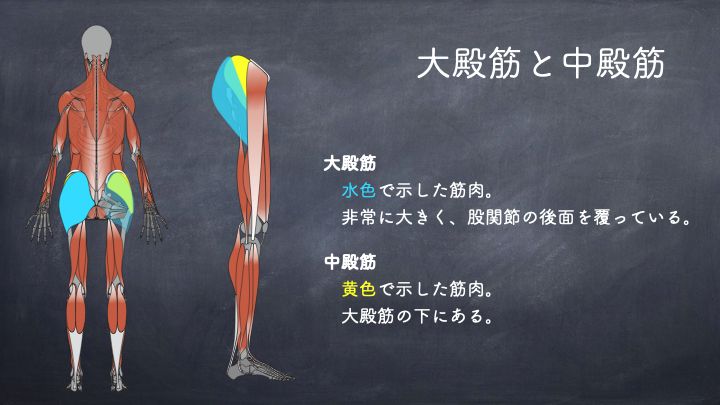 股関節周囲の筋力