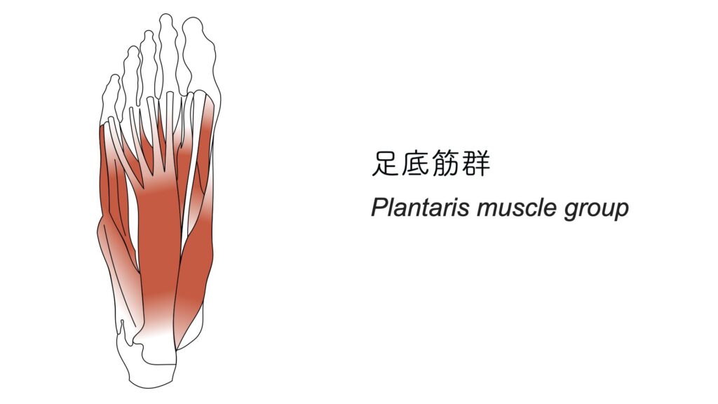 【練習後のストレッチ】⑤足底筋群