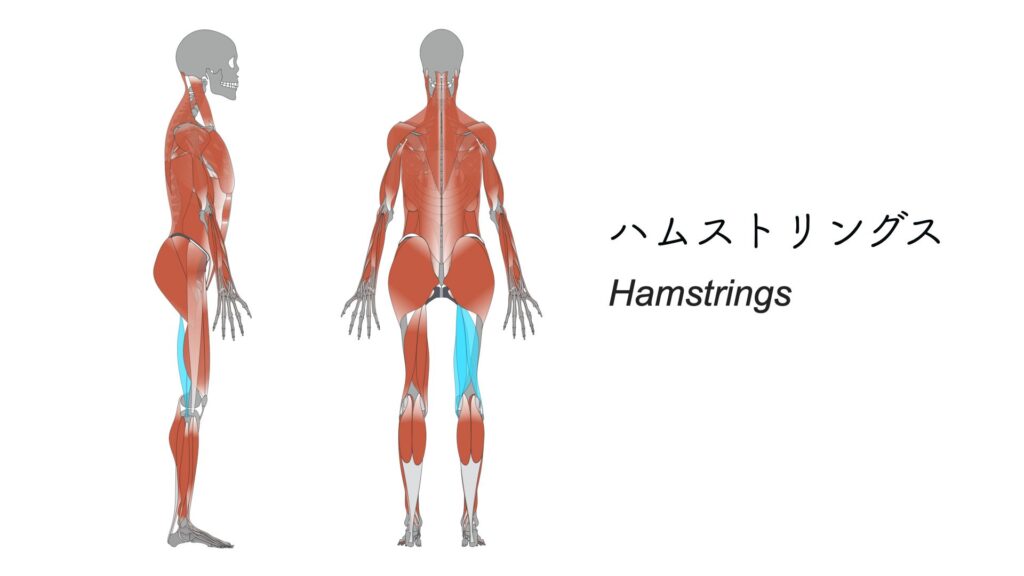 『ハムストリングス』の付着部位