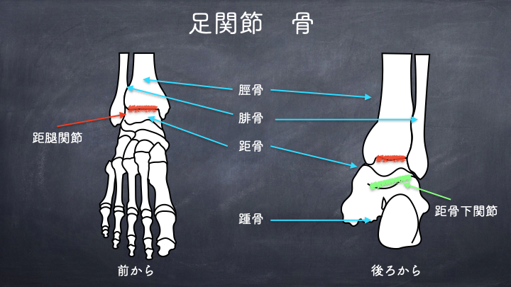 足関節の構造