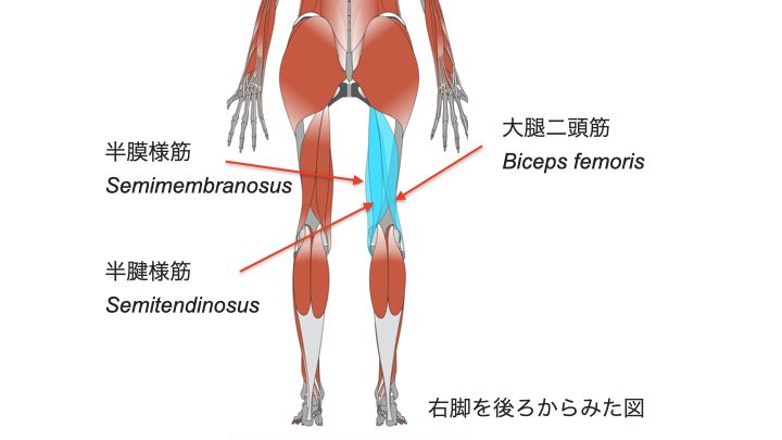 ハムストリングス