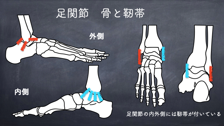 足関節の構造