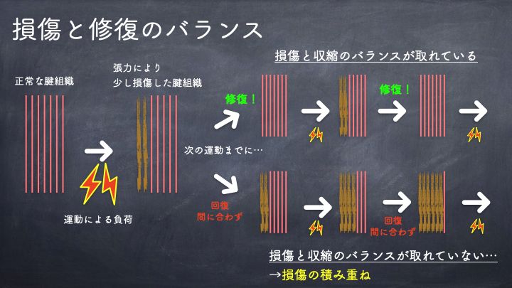 損傷と修復のバランス
