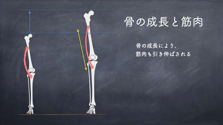 骨の成長と筋肉